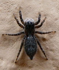 Menemerus taeniatus