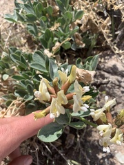 Astragalus sabulosus vehiculus