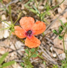 Papaver apulum
