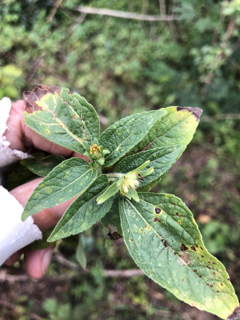 Leafminer Flies from Fort Ashby, Nevis, Saint Kitts and Nevis, KN on