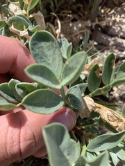 Astragalus sabulosus vehiculus