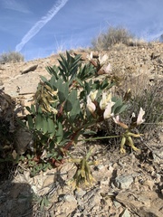 Astragalus sabulosus vehiculus