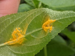 Melampsora rostrupii