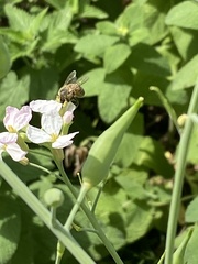 Apis mellifera