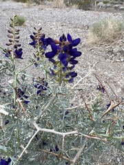 Psorothamnus fremontii