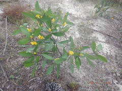 Baptisia lanceolata