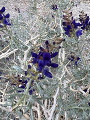 Psorothamnus fremontii