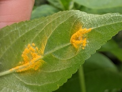 Melampsora rostrupii