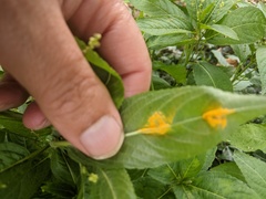 Melampsora rostrupii