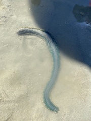 Alitta virens