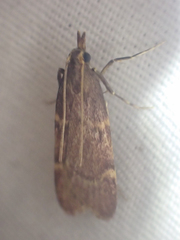Aglossa electalis