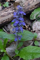 Ajuga genevensis