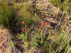 Erica cerinthoides