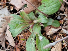 Veronica officinalis