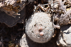 Mammillaria lasiacantha