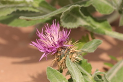 Centaurea seridis maritima
