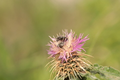 Oxythyrea funesta
