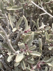 Atriplex gardneri