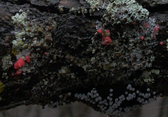Marchandiomyces corallinus