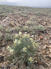 Astragalus flavus