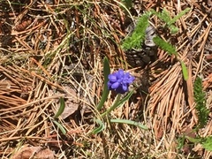 Muscari neglectum