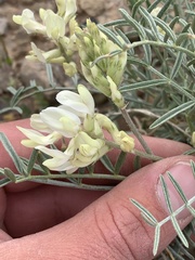 Astragalus flavus