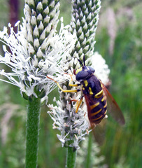 Chrysotoxum cautum