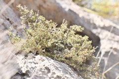 Purshia ericifolia