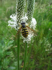 Chrysotoxum cautum