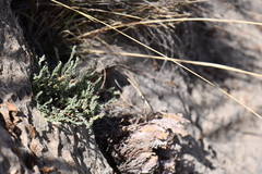 Hebecarpa macradenia