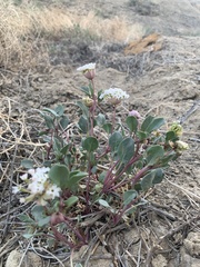 Abronia glabrifolia