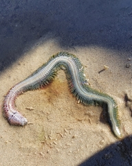 Alitta virens