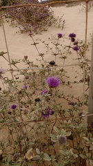 Monardella undulata