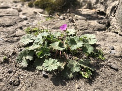 Geranium