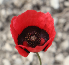 Papaver pavoninum