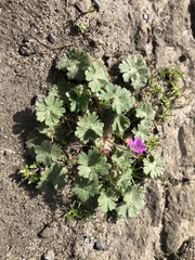 Geranium