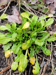 Thlaspi arvense