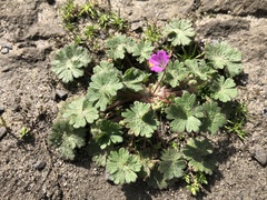 Geranium