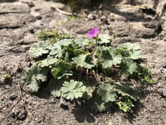 Geranium