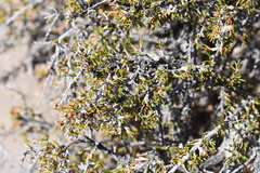 Purshia ericifolia