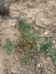 Astragalus sabulosus sabulosus