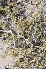 Purshia ericifolia