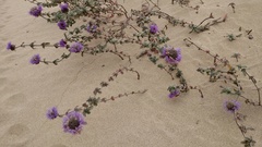 Monardella undulata