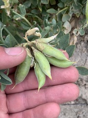 Astragalus sabulosus sabulosus
