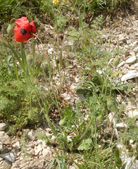 Papaver commutatum