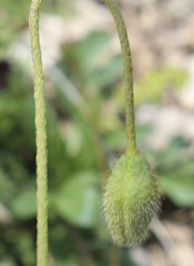 Papaver commutatum