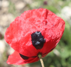 Papaver commutatum