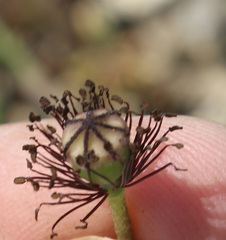 Papaver commutatum