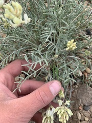 Astragalus flavus