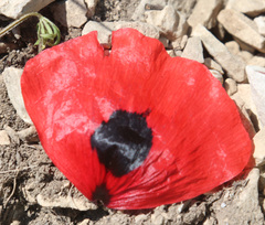 Papaver commutatum